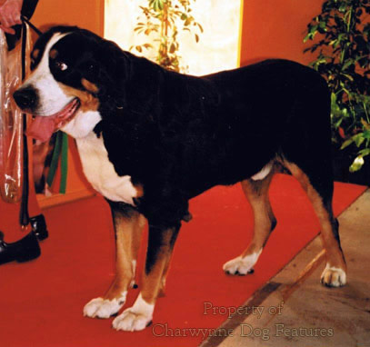 161-4 GREATER SWISS MOUNTAIN DOG